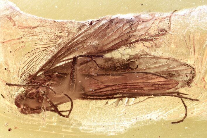 Detailed Fossil Caddisfly (Trichoptera) In Baltic Amber #346665